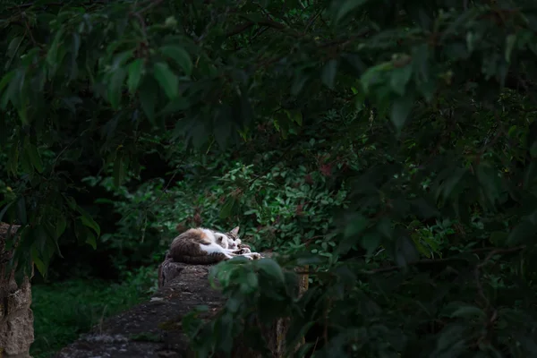 Cat in garden with dark trees — Stock Photo, Image