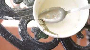 Genç gecko yeme