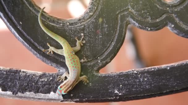 Young gecko on table — Stock Video