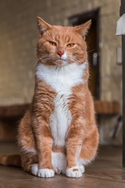 Jengibre gato en casa — Foto de Stock