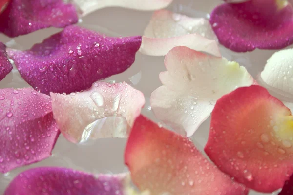 Hojas de rosa con agua dulce en tazón blanco — Foto de Stock
