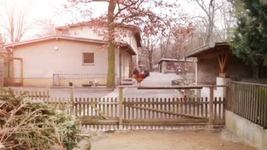 Horoz çit Çiftliği'nin üzerinde