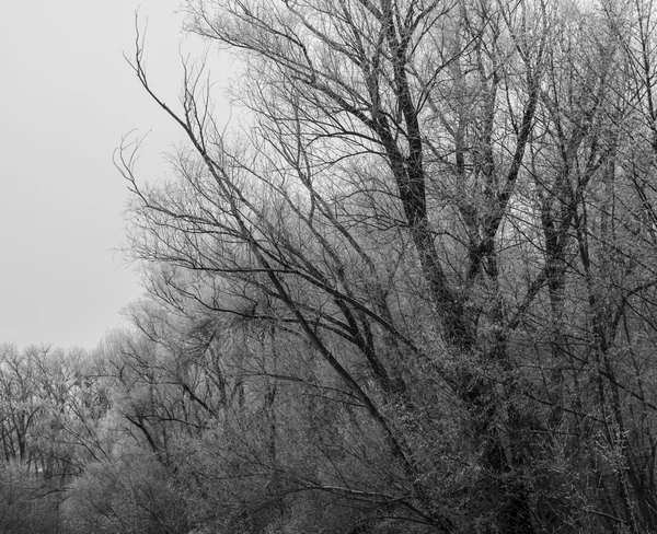 Bomen en takken — Stockfoto