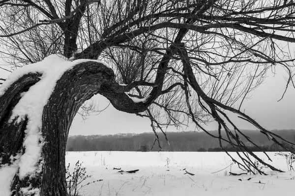 木や枝 — ストック写真
