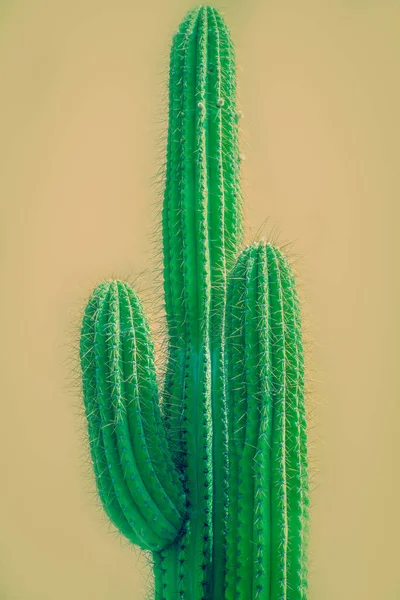 Tall Cactus Front Sand Colored Terracotta Wall Desert — Stock Photo, Image