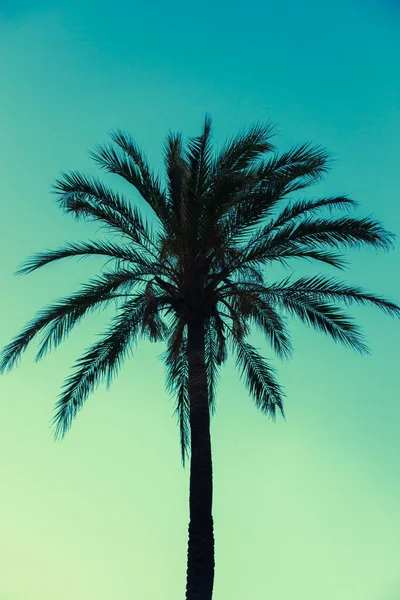 Dovolená Pozadí Jednoho Tropického Palmy Silueta Proti Modrému Nebi Soumraku — Stock fotografie