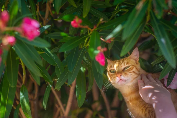 Ginger Cat Bright Pink Oleander Bloemen Het Eiland Mallorca Spanje — Stockfoto