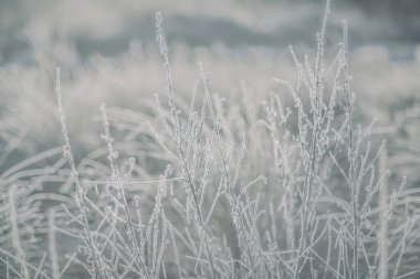Glasgow İskoçya 'daki bir parkta, dondurucu soğukta, dondurucu kış dallarında güneş ışığı parlıyor.