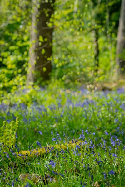 Glasgow Skoçya Daki Pollok Country Park Taki Ormanda Bluebell Ler — Stok fotoğraf