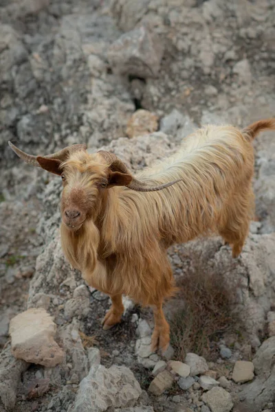 Close Wild Mallorcan Mountain Goat Long Blonde Hair — Stock Photo, Image