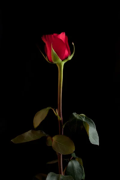 Rose on black background — Stock Photo, Image