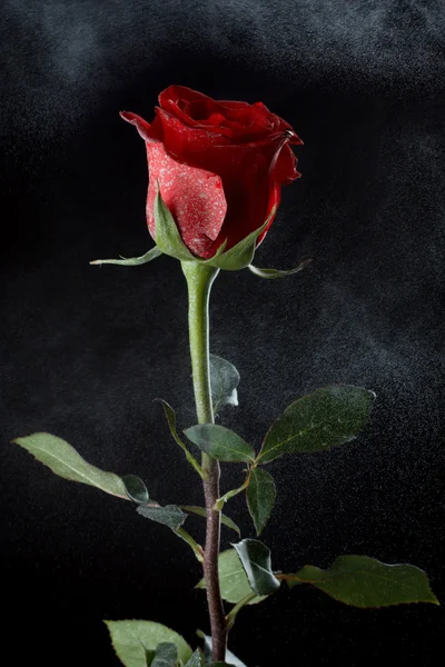 在黑暗的背景上的玫瑰 — 图库照片