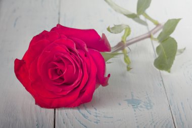 Gül kurullarında