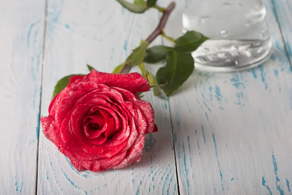 Roses sur la table — Photo