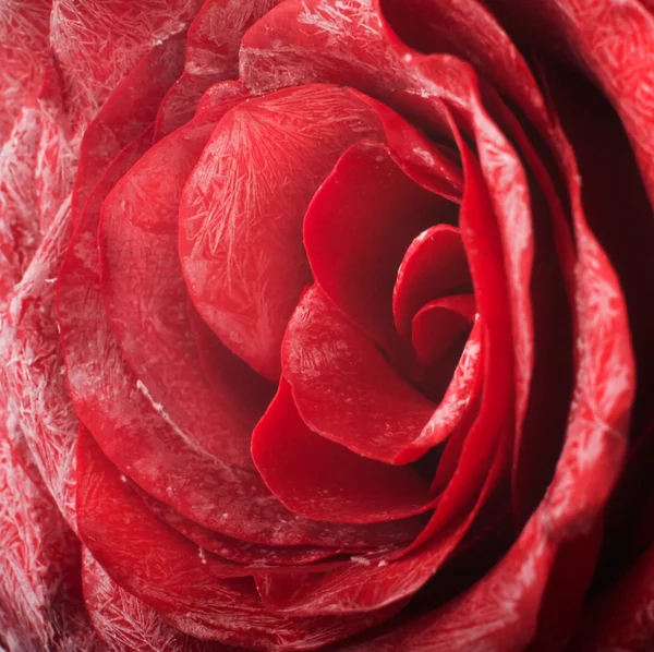 Macro rose — Stock Photo, Image