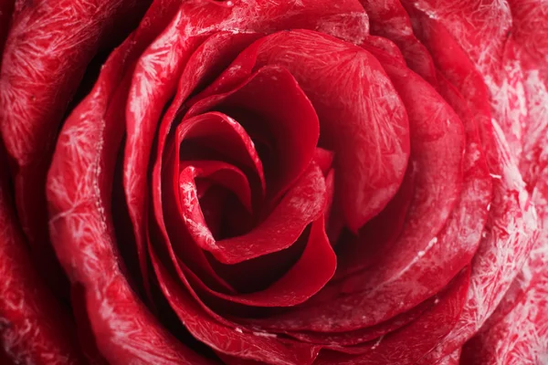 Macro rose — Stock Photo, Image