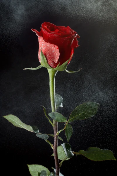 在黑暗的背景上的玫瑰 — 图库照片