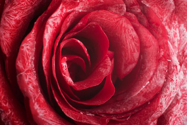 Makro růže — Stock fotografie