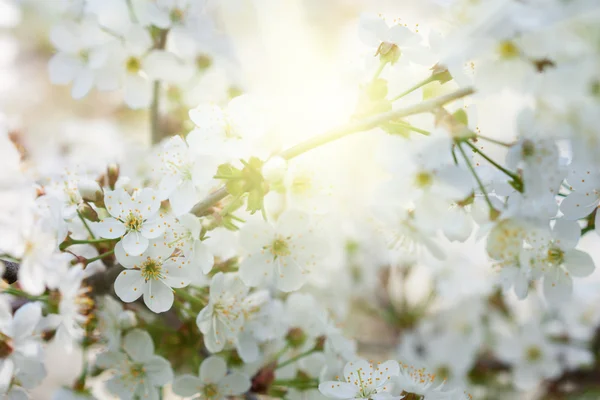 Flor de cereza — Foto de Stock