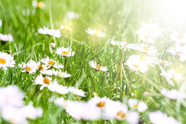 Chamomile — Stock Photo, Image