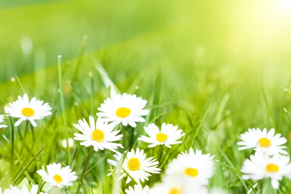 Chamomile — Stock Photo, Image