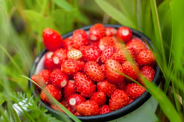 A glass with strawberries — Stock Photo, Image