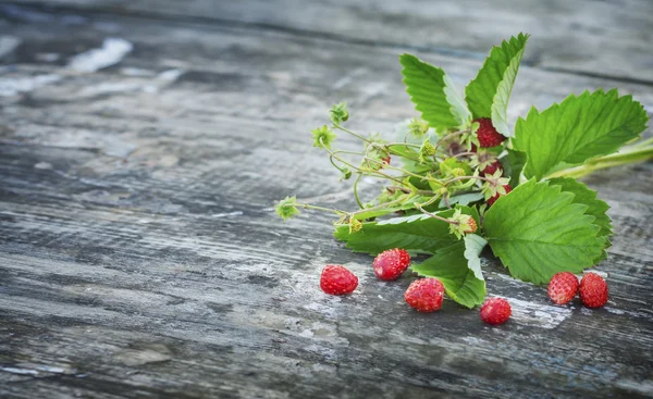 Strawberry shrub — Stock Photo, Image