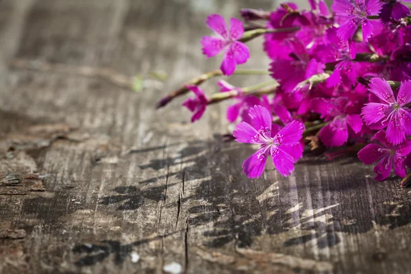 Bouquet of flowers — Stock Photo, Image