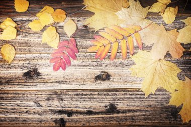 Sonbahar Yaprakları