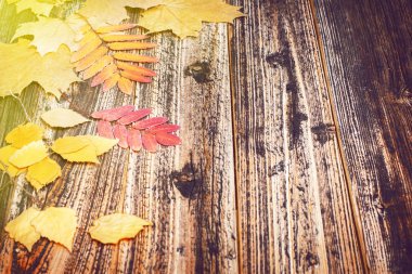 Sonbahar Yaprakları