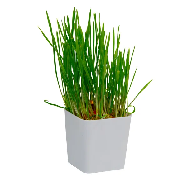 Young rice sprout growing in small plastic pot over white backgr — Stock Photo, Image