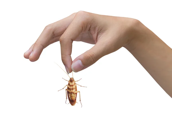 Hand holding brown cockroach over white background — Stock Photo, Image