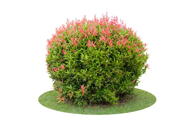 Bunter Strauch der kurzen Taube Beerenbaum isoliert über weißen ba — Stockfoto