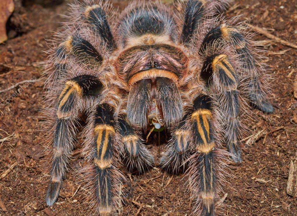 Brown spider tarantula Grammostola pulchripes are eating macro — Stock