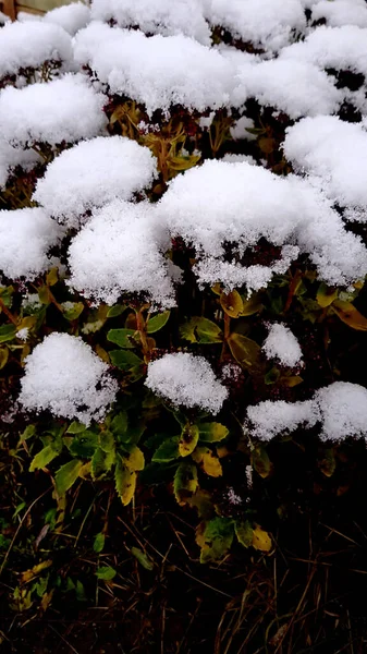 Aciéries Sous Première Neige Toujours Avec Des Feuilles Vertes — Photo