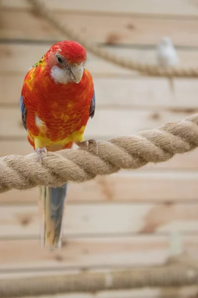 鳥の動物園でオウムのロザラ オウムはロープの上に座って笑っている 赤いオウム 垂直方向 — ストック写真