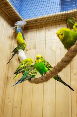 Şirin yeşil papağanlar ipe oturur. Dikey yönelim 