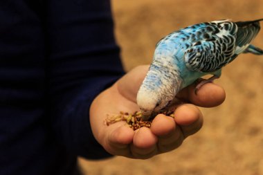 Budgie parrot is sitting on the hand and eating from the palm.  clipart