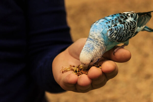 Budgie parrot is sitting on the hand and eating from the palm. 