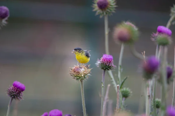 Mirlo Cabeza Amarilla Posado Sobre Una Flor Silvestre Estes Park — Foto de Stock