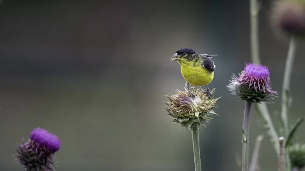 Pájaro Negro Cabeza Amarilla Colorado Encaramado Flor Silvestre — Foto de Stock