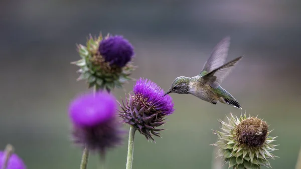 Hummingbird Fêmea Cauda Larga Alimentando Fundo Borrado Flores — Fotografia de Stock