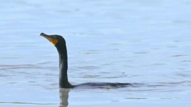 Sloan Gölü, Denver, Colorado, ABD 'de çift tepeli bir karabatağın yüzüşü.