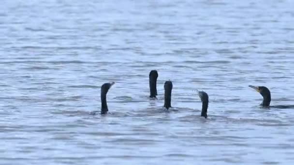 Cormorants Crista Dupla Nadando Sloan Lake Denver Colorado Eua Primavera — Vídeo de Stock