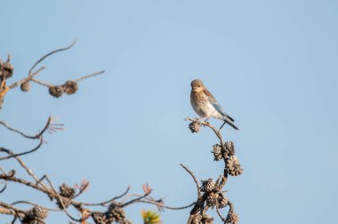 Yellowstone Milli Parkı 'ndaki bir ağaç dalına tünemiş dişi bir Mavi Kuş.
