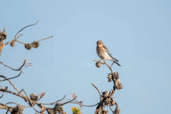 Female Mountain Bluebird Perching Tree Branch Yellowstone National Park — Stock Photo, Image