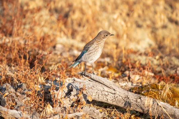 黄石公园的一只雌性蓝鸟 — 图库照片