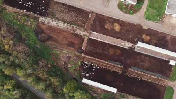 Lanzamiento aéreo de drones de manada de vacas comiendo en el abrevadero. Granero moderno con vacas lecheras comiendo heno. Vacas de granja en corral. Agricultura industrial granero establo en el campo — Vídeos de Stock