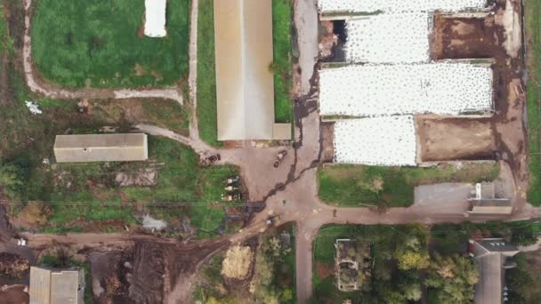Vista aérea del dron de la granja lechera con vacas comiendo en el canal en corrales. Granja ganadera para la cría de vacas de razas cárnicas. Manada de vacas de granja en el establo del establo. Concepto agricultura industrial — Vídeo de stock