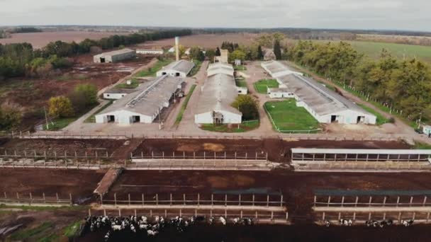 Agricultura industrial granero establo con un montón de vaca, vista aérea del dron. Hermosa vista al campo con rebaño de vacas de granja en corral. Concepto de agronomía y agricultura — Vídeos de Stock